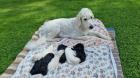 Goldendoodle F1B Welpen