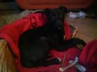 Bodercolli Schäferhundmix Welpen Mädchen sucht liebevolles neues Zuhause ab sof