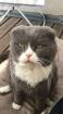 Süßer Scottish Fold in gute Hände zu Verschenken