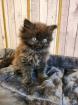 Maine Coon Perser Kater