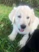 Goldendoodle Welpen Allergiker geeignet