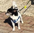Chihuahua sucht ein neues Zuhause