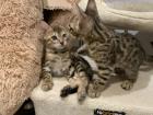 Bengal Kitten Mädchen suchen ein neues zu Hause