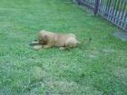 Miniaturbullterier x Jack Russelmischlinge Welpen