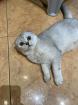 Skottish fold kitten