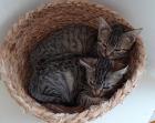 Piko und Keksi - suchen dringend ein Zuhause aus dem Tierschutz / gechipt geimpft