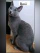 Reinrassige Russisch Blau Katze mit Stammbaum