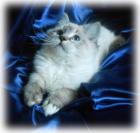 Dreamdolls-Ragdolls - Wir haben Babys