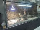 Bartagame Coco Weibchen