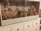 4 Leopardgeckos mit Terrarium