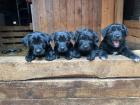 Labrador Altdeutscher Hütehund Mischling Welpen