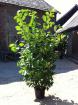 Heckenpflanzen Kirschlorbeer Eibe Taxus Glanzmispel Thuja