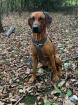 Rhodesian Ridgeback Deckrüde KEIN VERKAUF