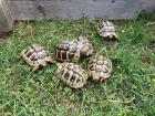 Griechische Landschildkröten NZ 2021