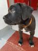 Zürich Süsse reinrassige Cane Corso Welpen jetzt abzugeben
