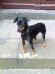 Zwergpinscher in sehr gute Hände abzugeben