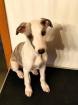 WHIPPET WELPEN mit VDH-FCI-WCD Papieren
