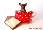 Russkiy Toy / Russischer Toy Terrier/ Welpen abzugeben. sehr kleine Hunde blei
