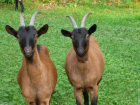 Busco socio para montar granja ganadera de cabras oportunidad