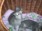 Main-Coon Mädchen