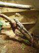Schwarzer Leguan ctenosaura similis