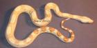 Boa constrictor albino sharp line 1. 500 - Euro