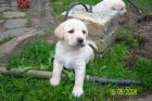 BLONDE LABRADOR WELPEN SUCHEN EIN NEUES HEIM FP 460Euro
