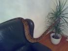 Eine Boa c. constriktor zu tauschen gegen ein Albino Tigerpython.