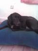 Labrador Mix.