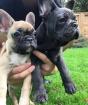 Wunderschöne Welpen der französischen Bulldogge