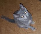 Bkh Katze reinrassig
