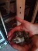 Degu s aus Hobbyzucht
