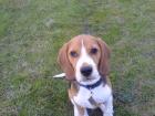 Beagle-Teenie sucht neues Heim