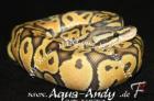 Verkaufe Königspython Python regius verschiedene Varianten