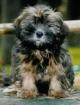 Lhasa Apso Welpen