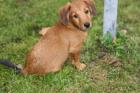 Wunderschönen Dackel-Terrier Mix zu verkaufen