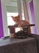 2 Katzenbabys 12 Wochen Weibchen und Junge