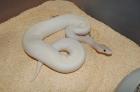 NZ 2022 0. 1 Ivory 0. 1 Oddball 1. 0 Yellowbelly adult het für Ivory
