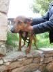 Cora sie wurde in Constanzes Zwinger entdeckt sie ist Mrs Elenis No 35