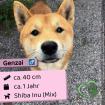 Genzai - sozial freundlich und verspielt