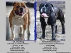 Continental Bulldog Welpen FCI