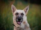 Shinouk - Schäferhund-Mischling - ein feiner freundlicher Kerl