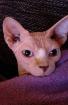 Canadian Sphynx 2 5 Jahre alt abzugeben
