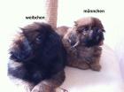 Pekinese Welpen 2 Monate alt