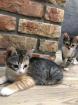 Katzenbabys Kitten Glückskatzen