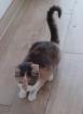 Coco Glückskatze sucht dringend glückliches Zuhause aus dem Tierschutz / gec