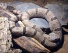 1 1 Crotalus lepidus klauberi Felsenklapperschlange