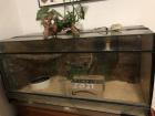 3 Boa constrictor Terrarien
