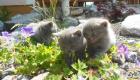 Kartäuser Chartreux Kitten mit Papieren