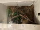 Kornnatter mit Terrarium